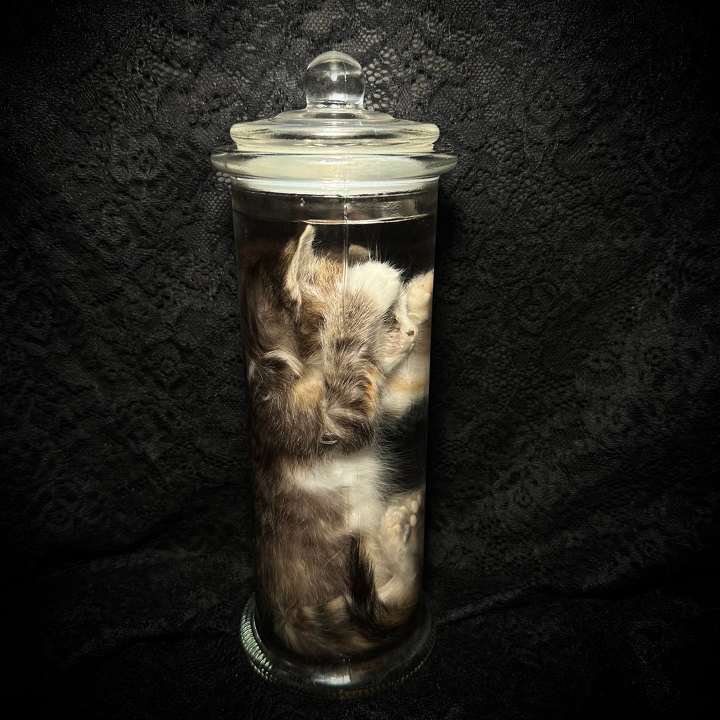 Caliby kitten specimen