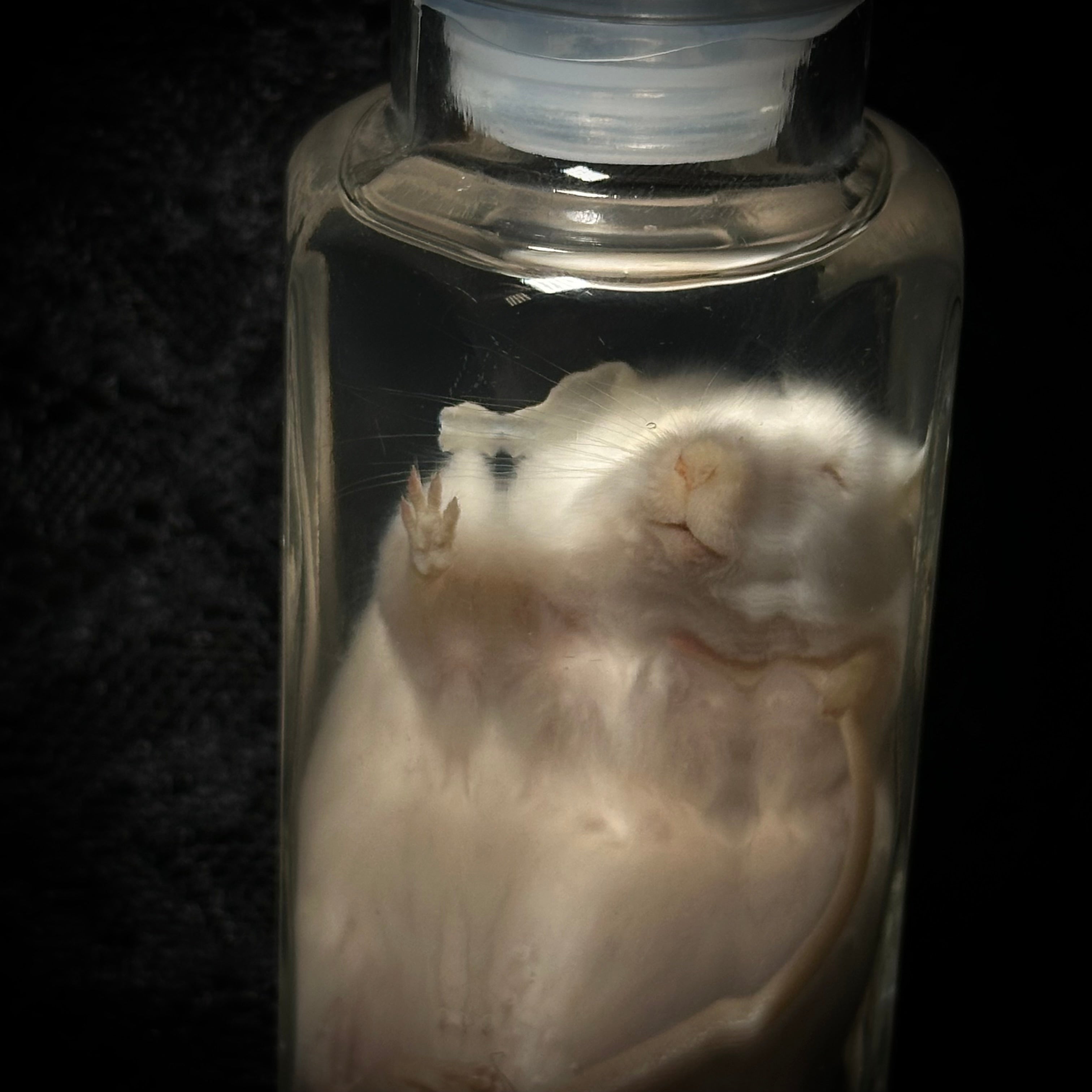 Fancy rat specimen