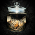 Torbie cat head specimen
