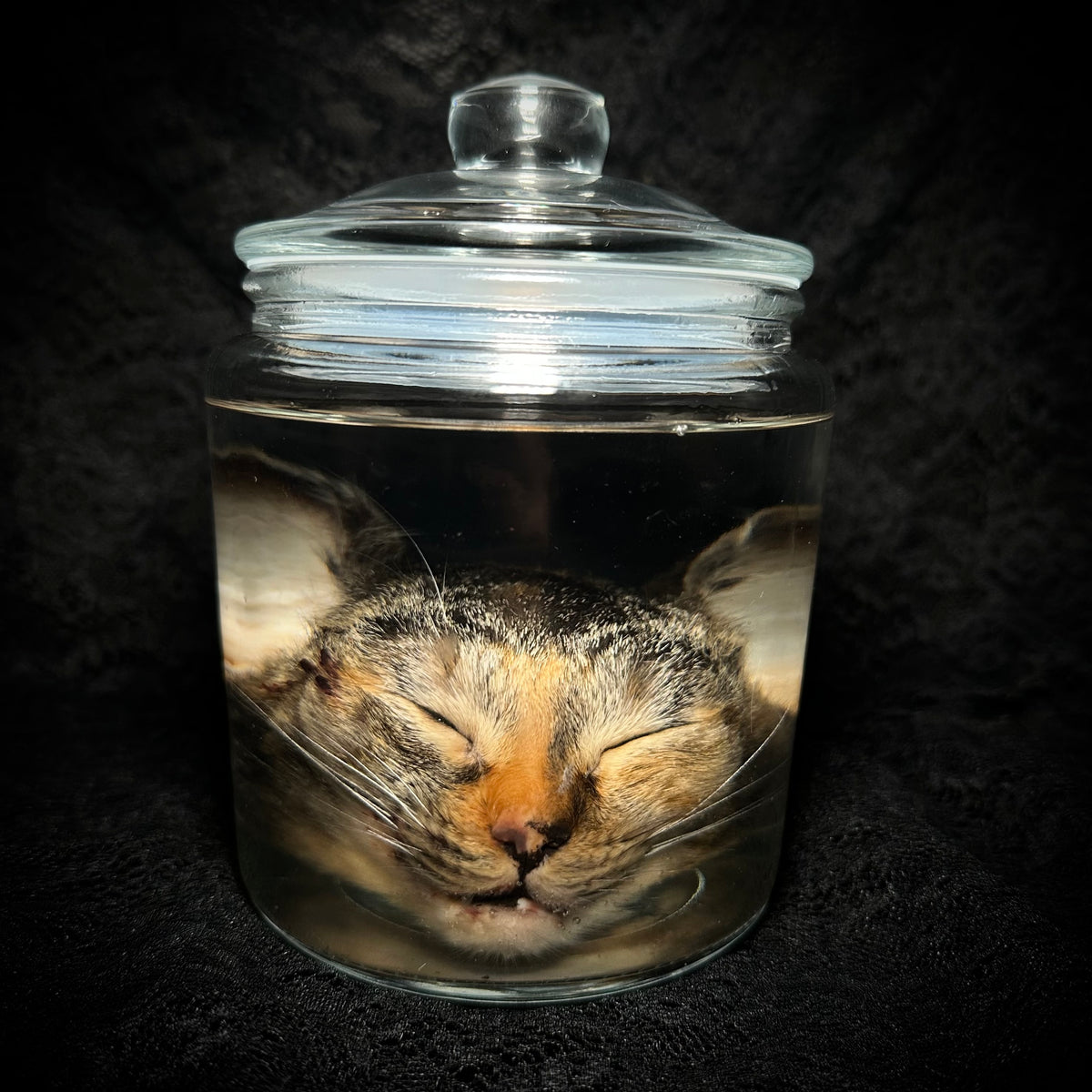Torbie cat head specimen