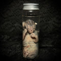 Late-term Feline fetus