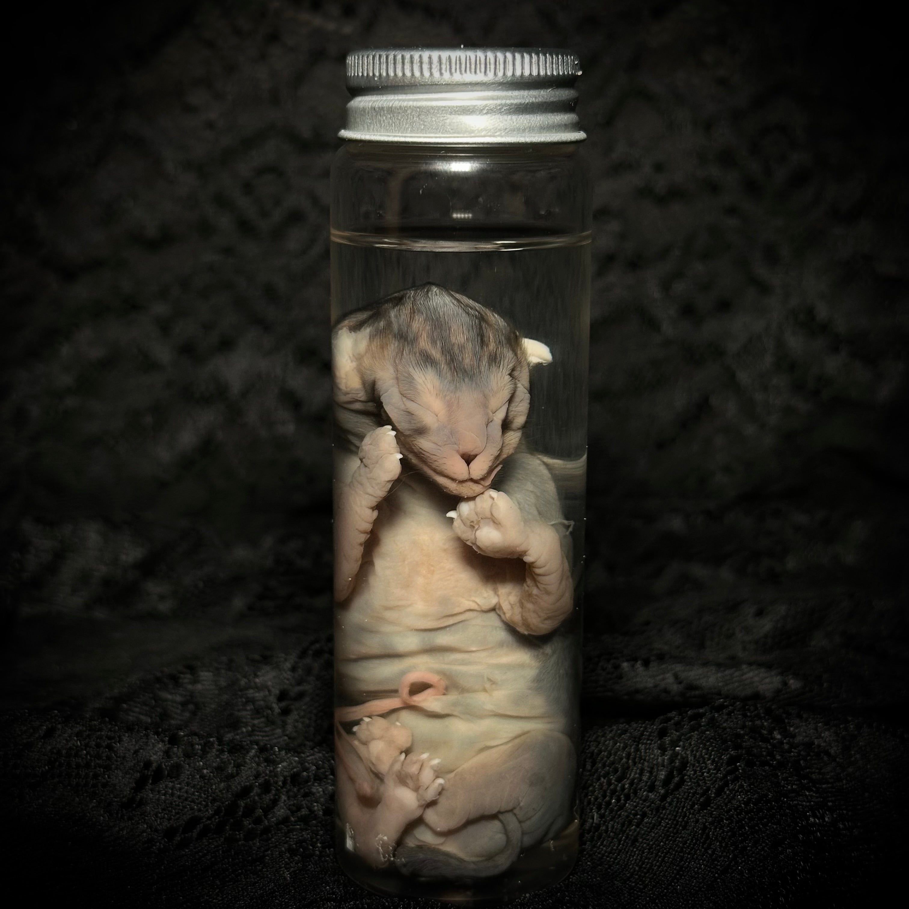 Late-term Feline fetus