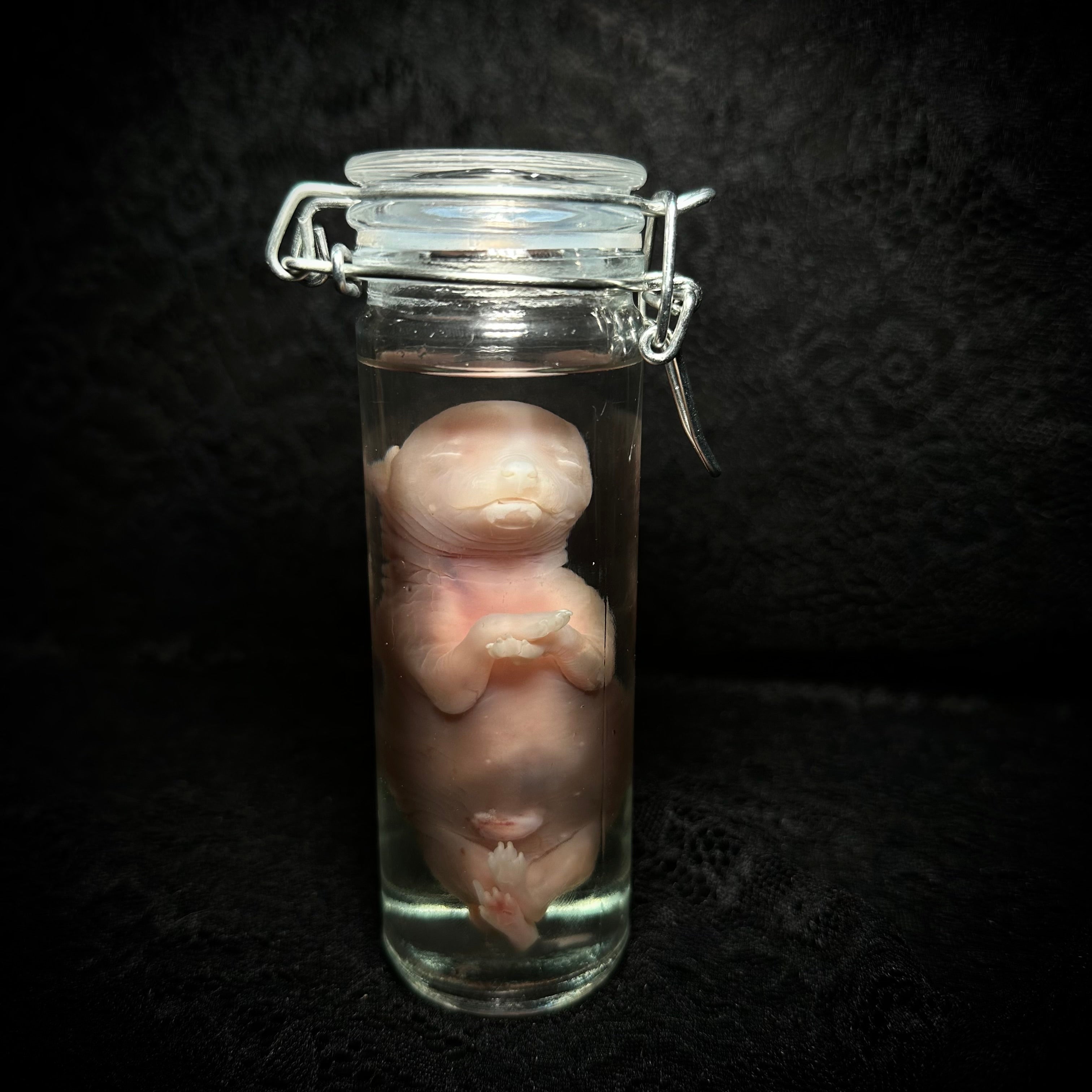 Fetal pup (discounted)