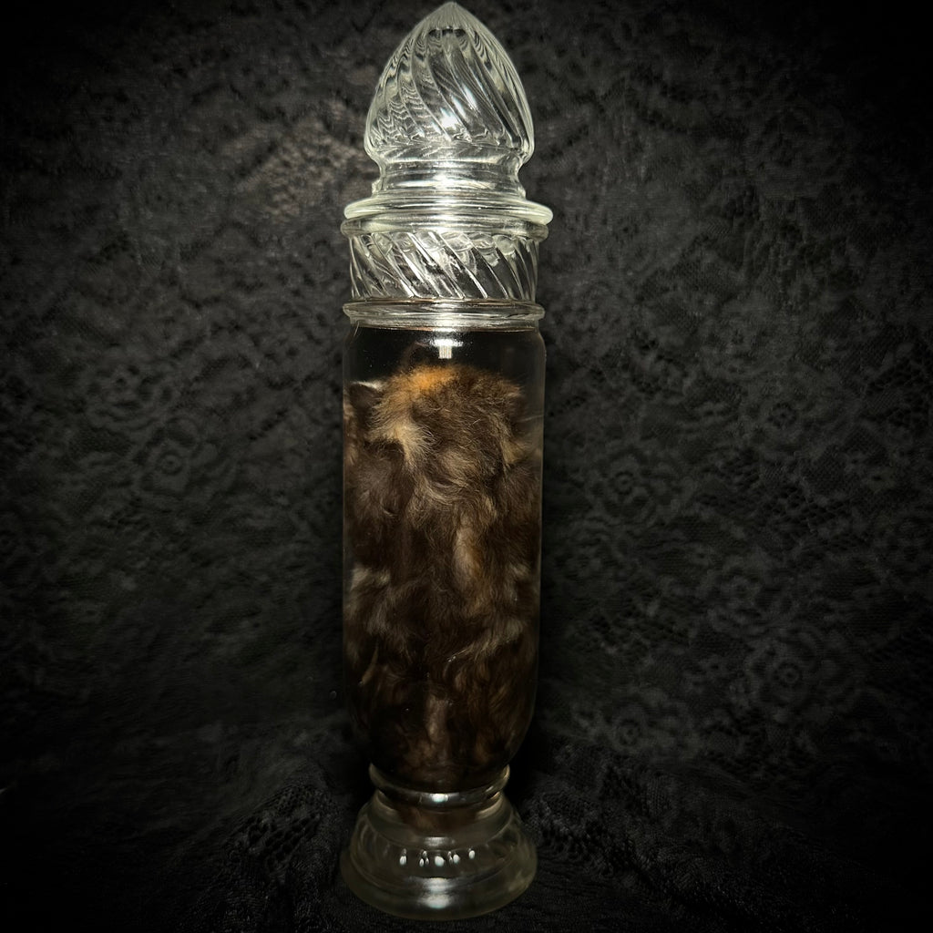 Torbie kitten specimen