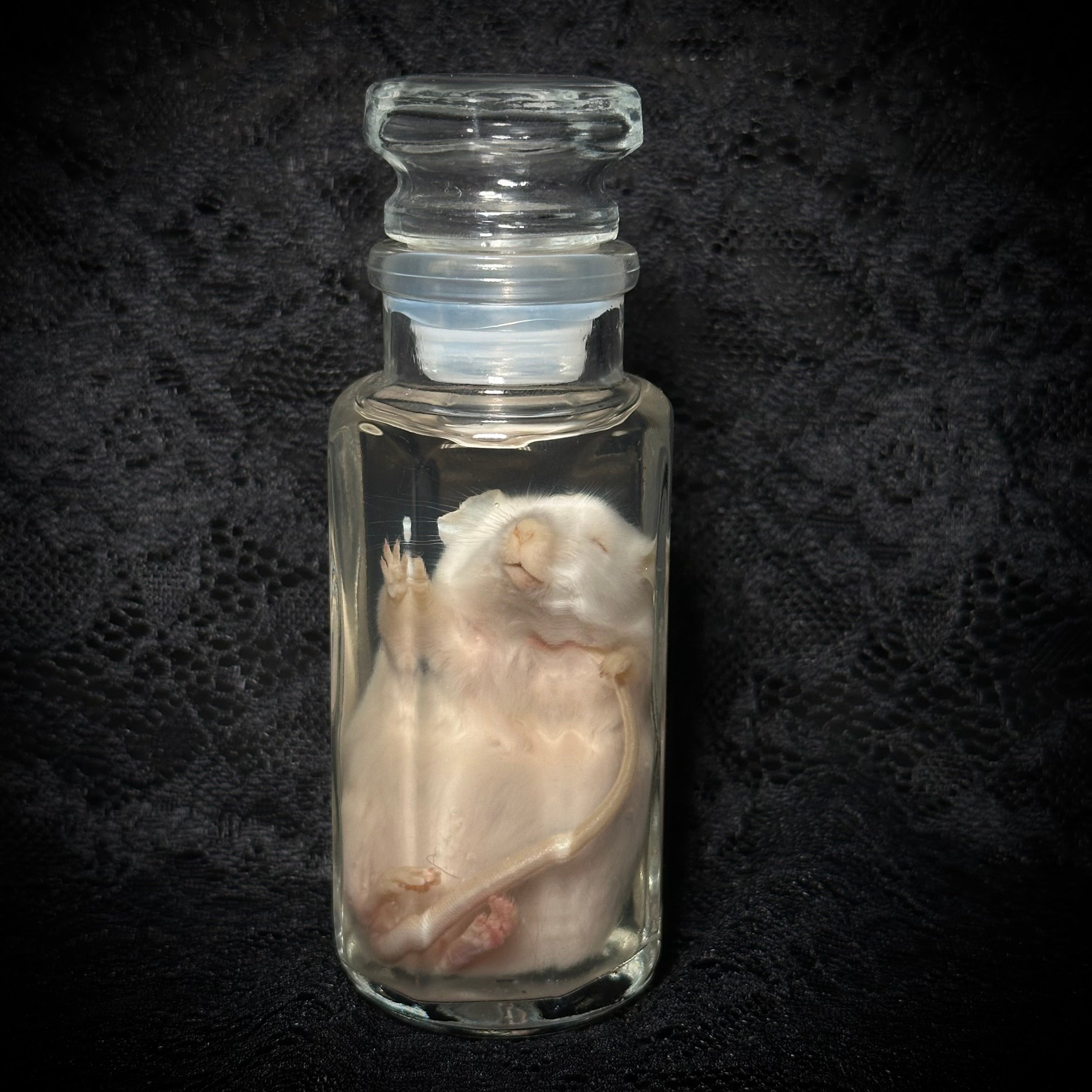 Fancy rat specimen