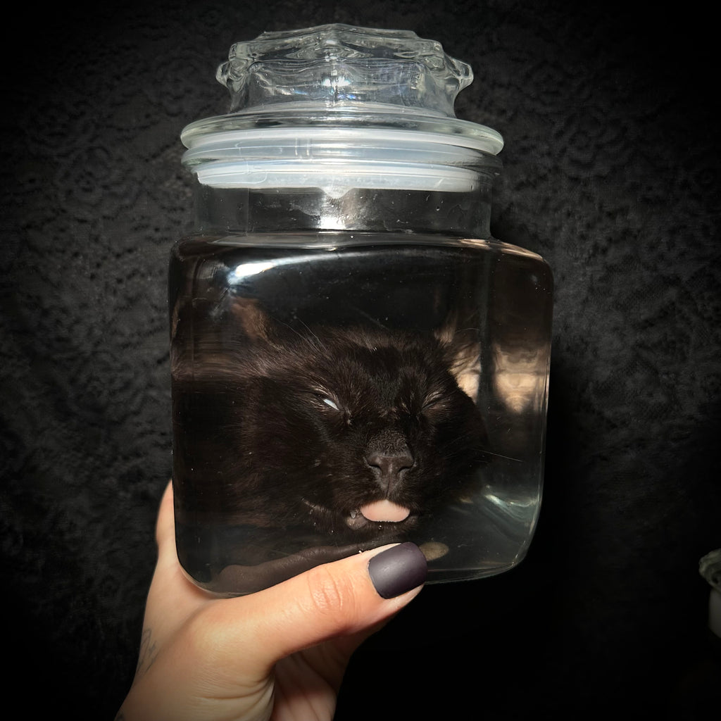Black Cat head specimen