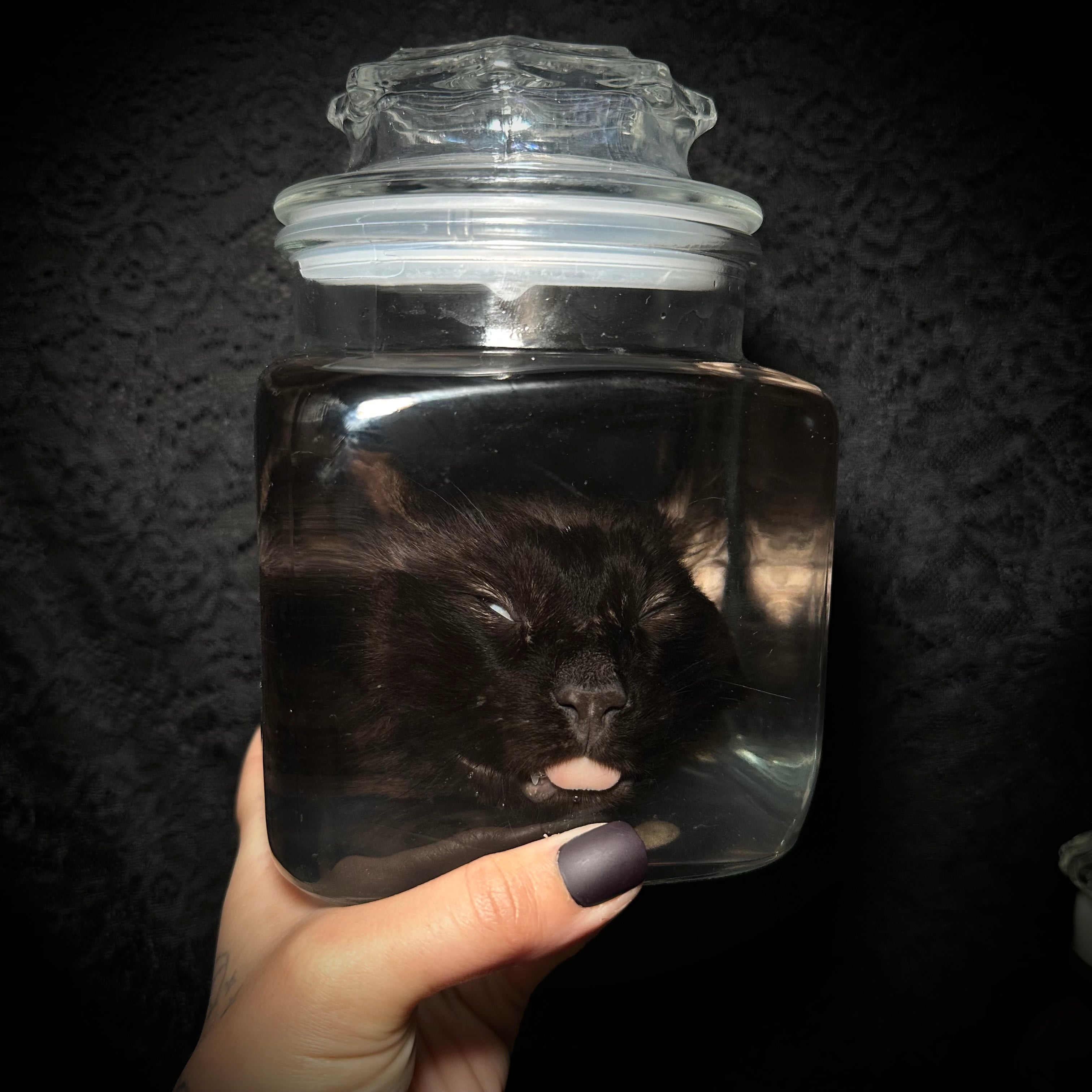 Black Cat head specimen
