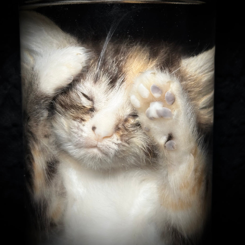 Caliby kitten specimen