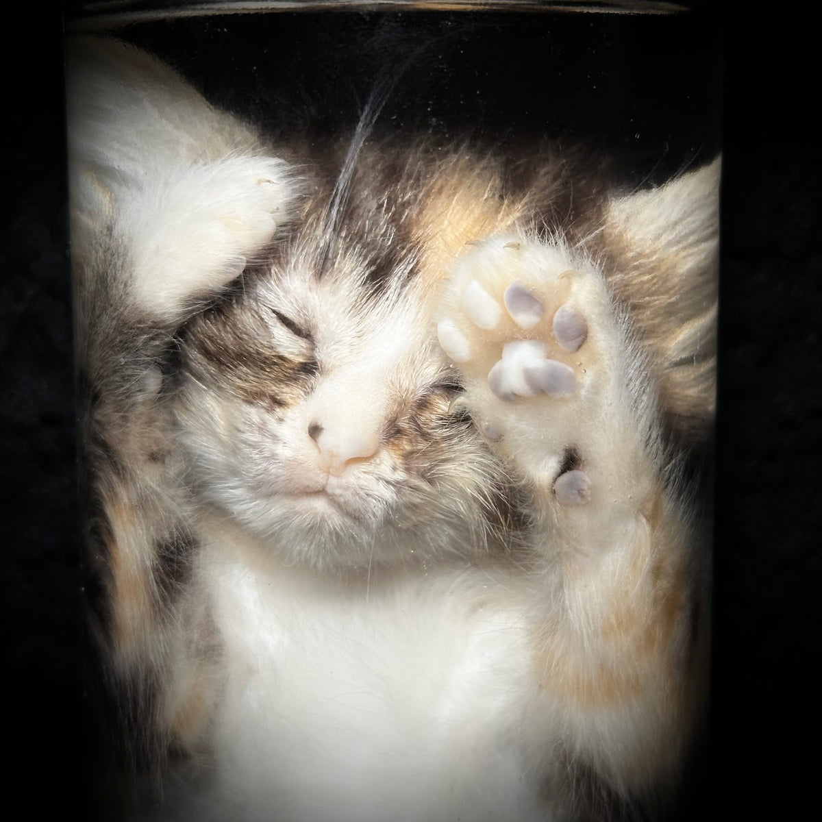 Caliby kitten specimen