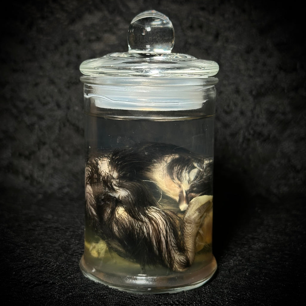 Stillborn Chicken (chick)