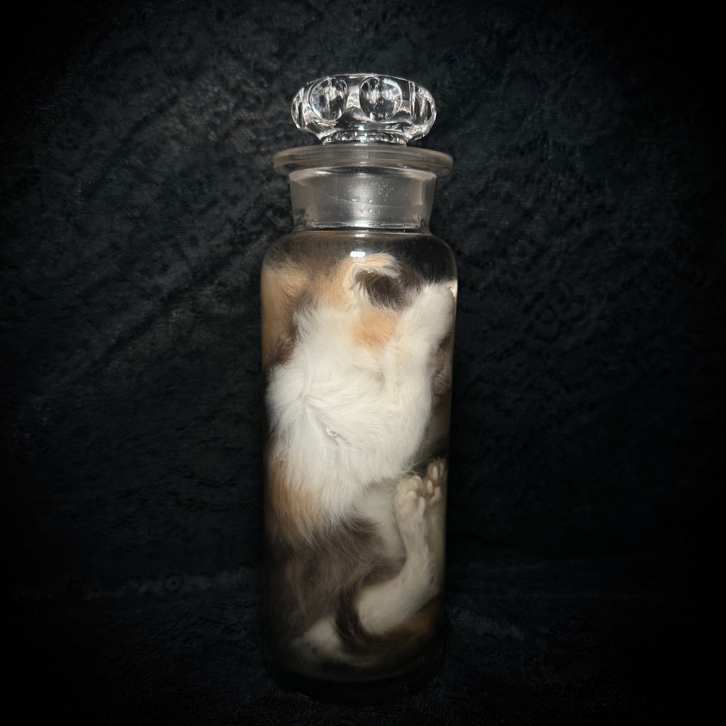Diluted calico kitten specimen ￼