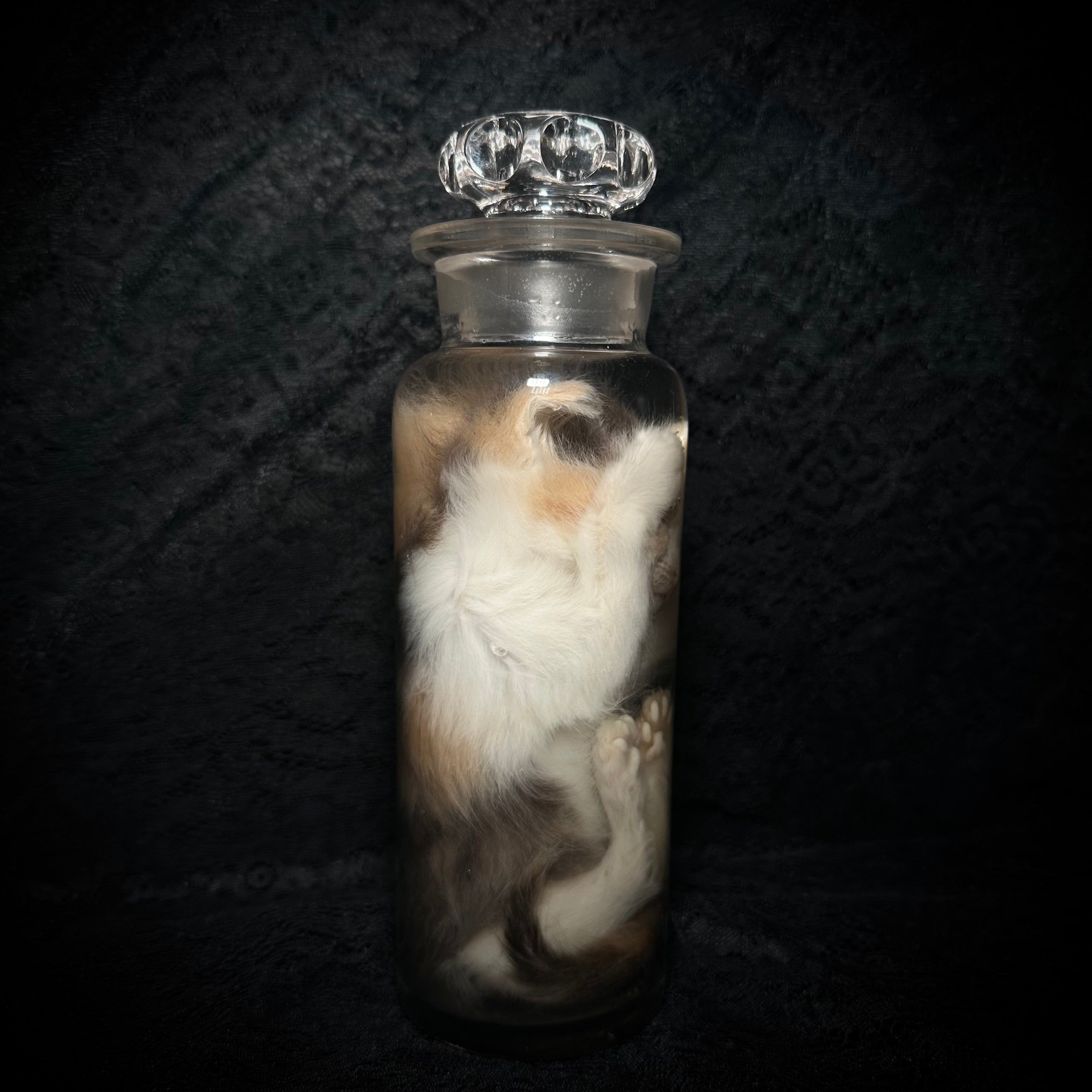 Diluted calico kitten specimen ￼