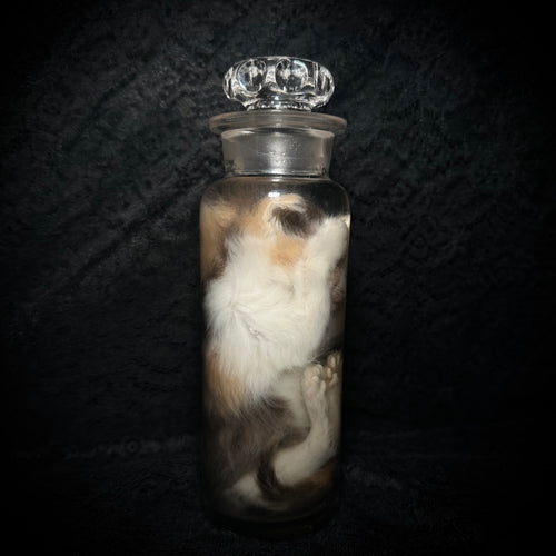 Diluted calico kitten specimen ￼