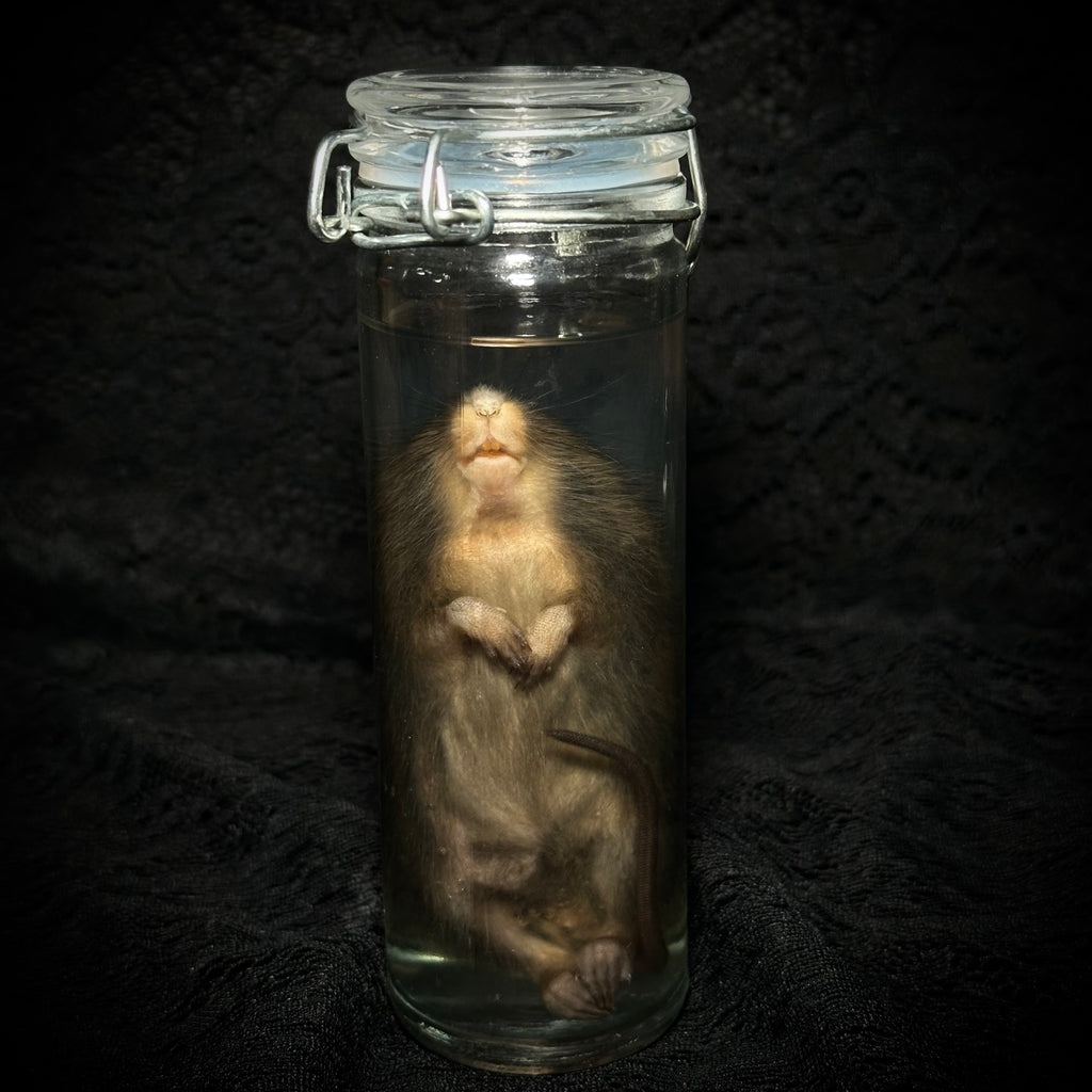 Adult mouse specimen