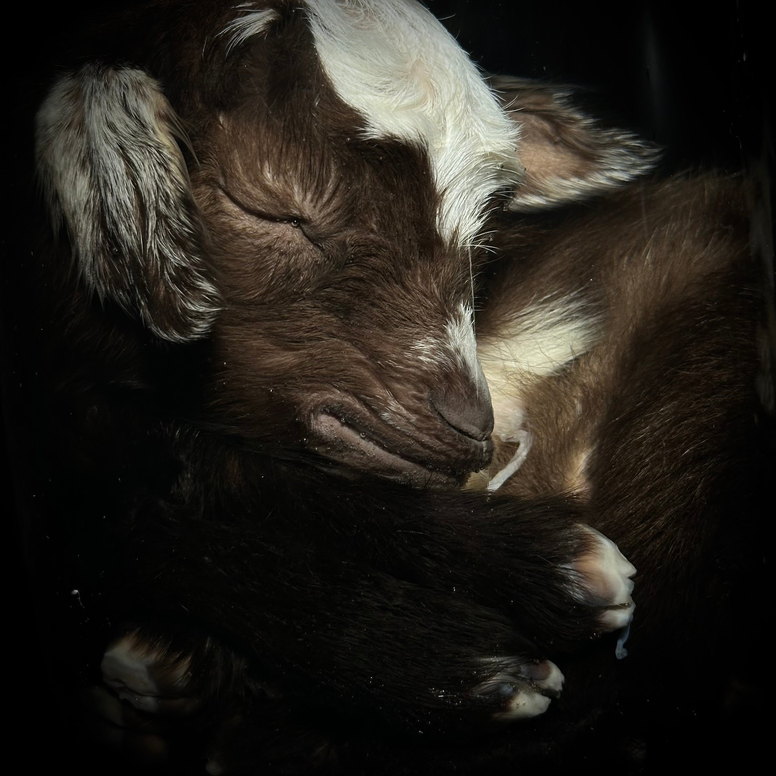 Nigerian Dwarf goat specimen