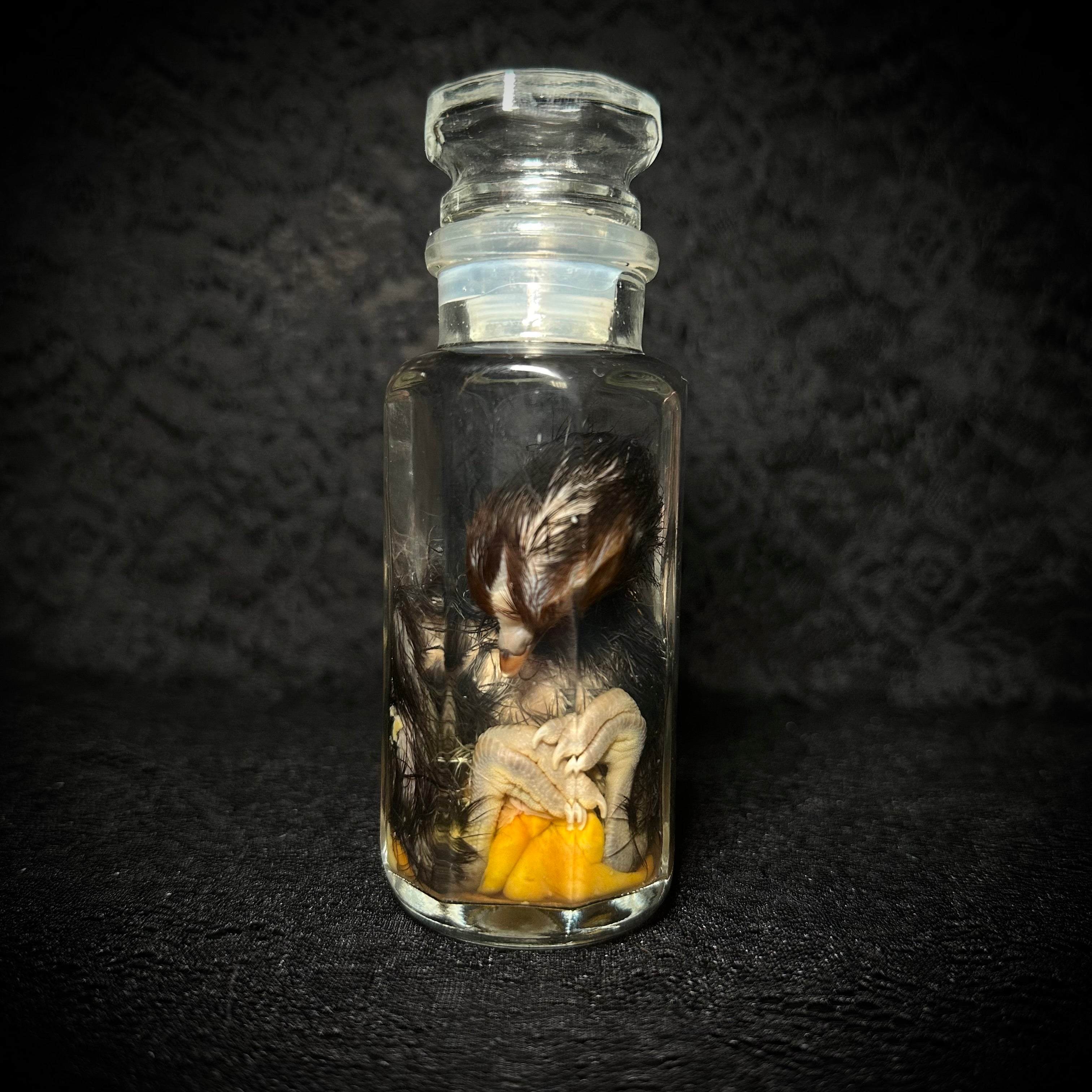 Stillborn Chicken (chick)