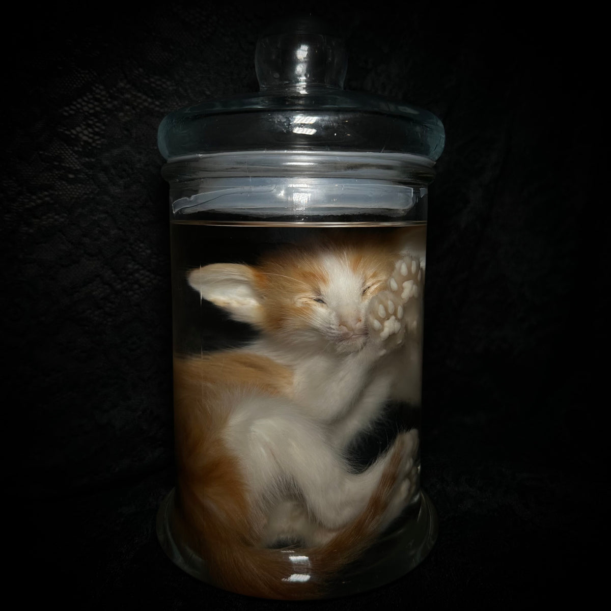 Orange and white tabby kitten specimen