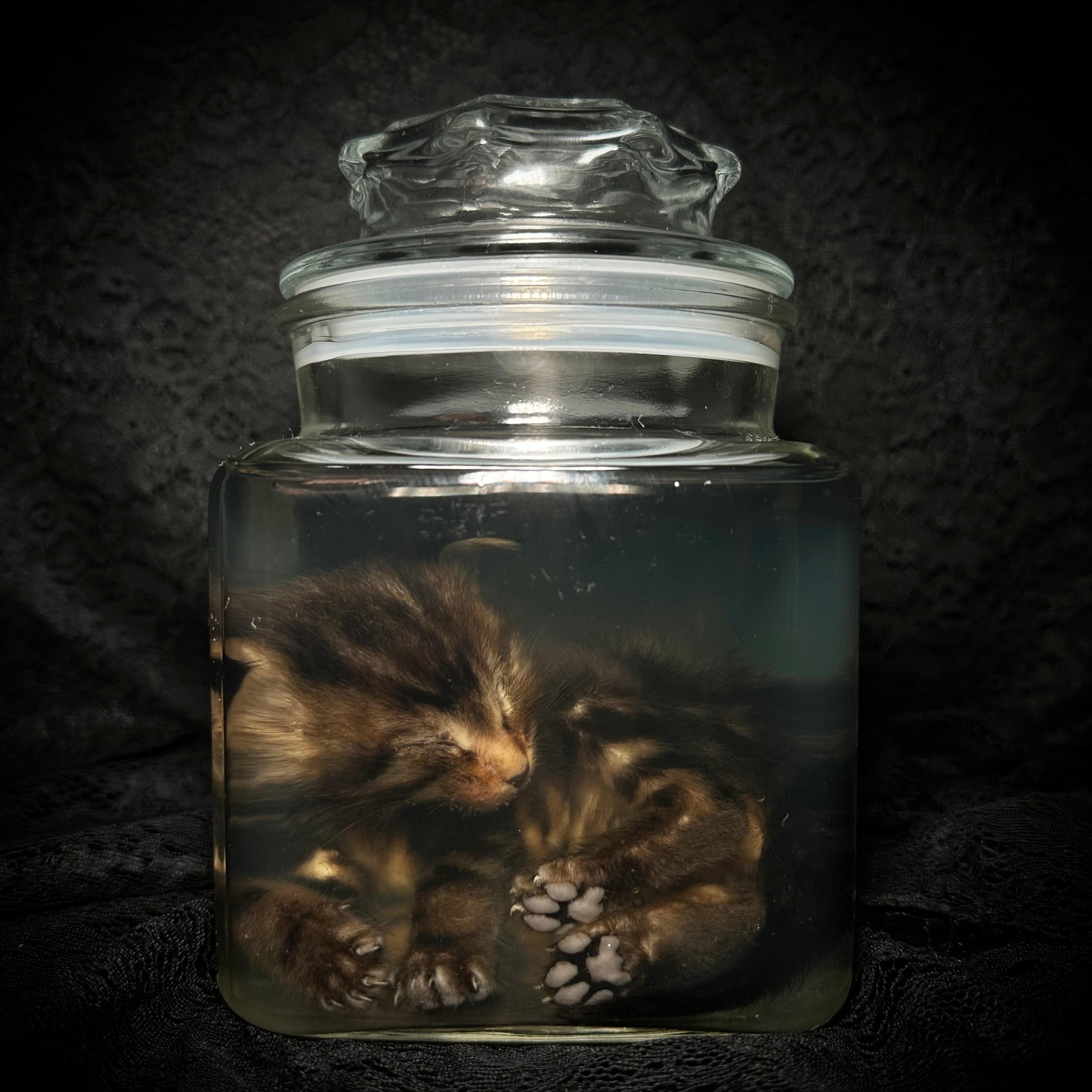 Sleeping tabby kitten specimen