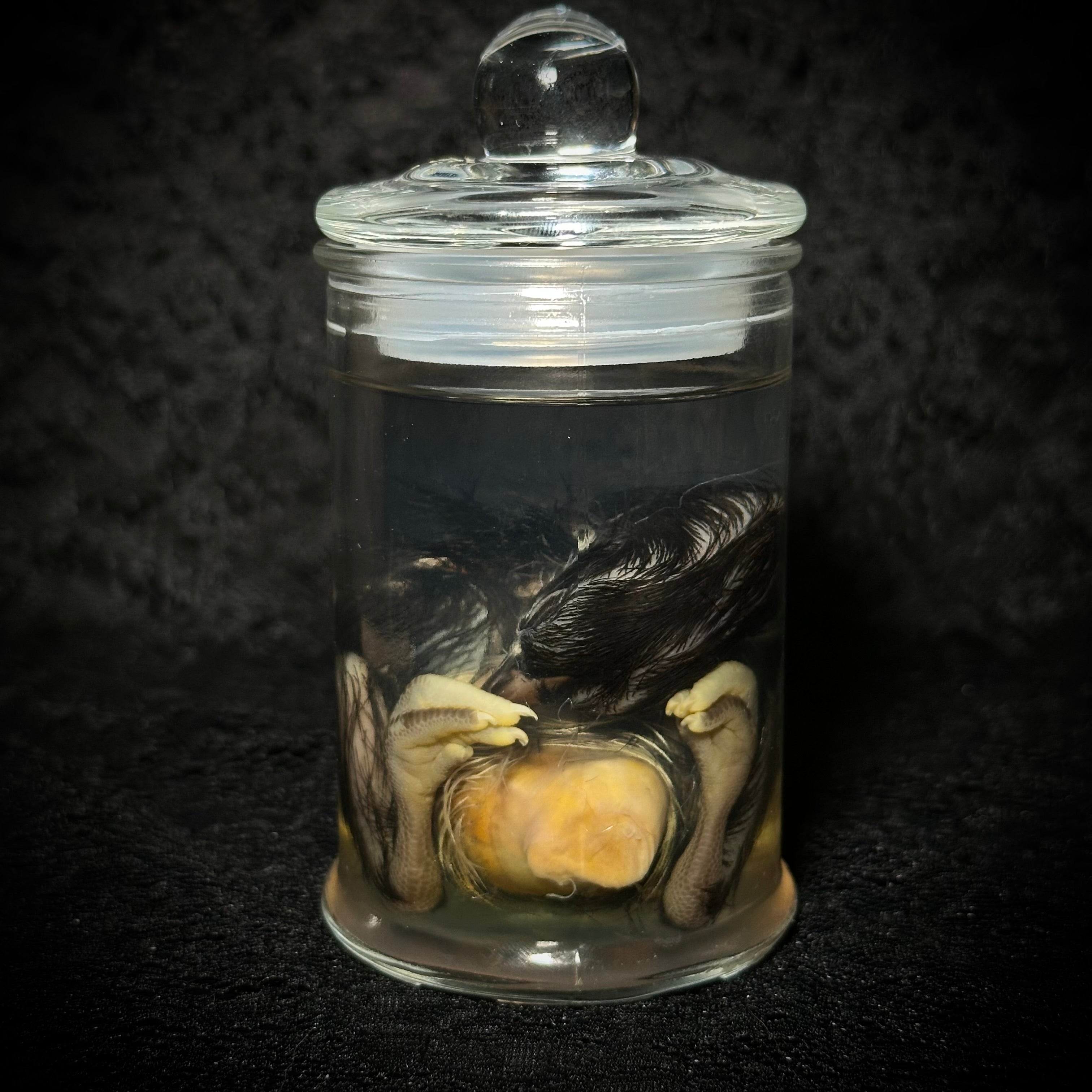 Stillborn Chicken (chick)