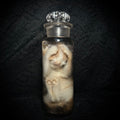 Diluted calico kitten specimen ￼