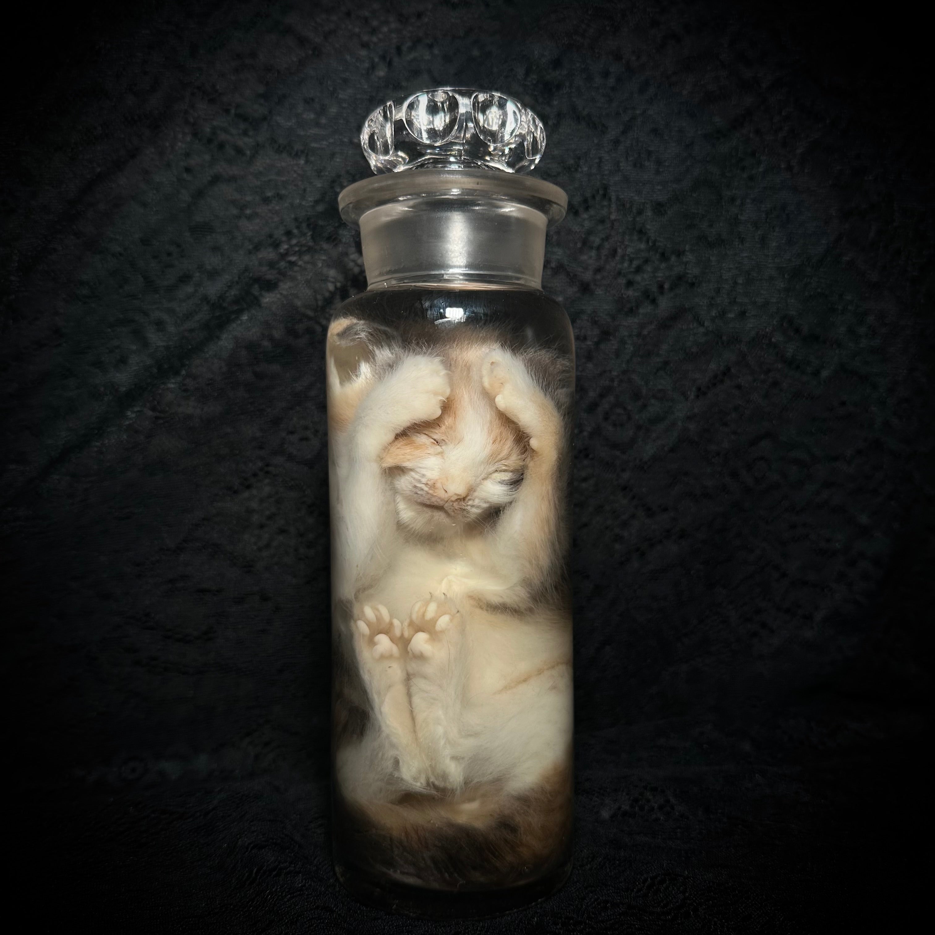 Diluted calico kitten specimen ￼