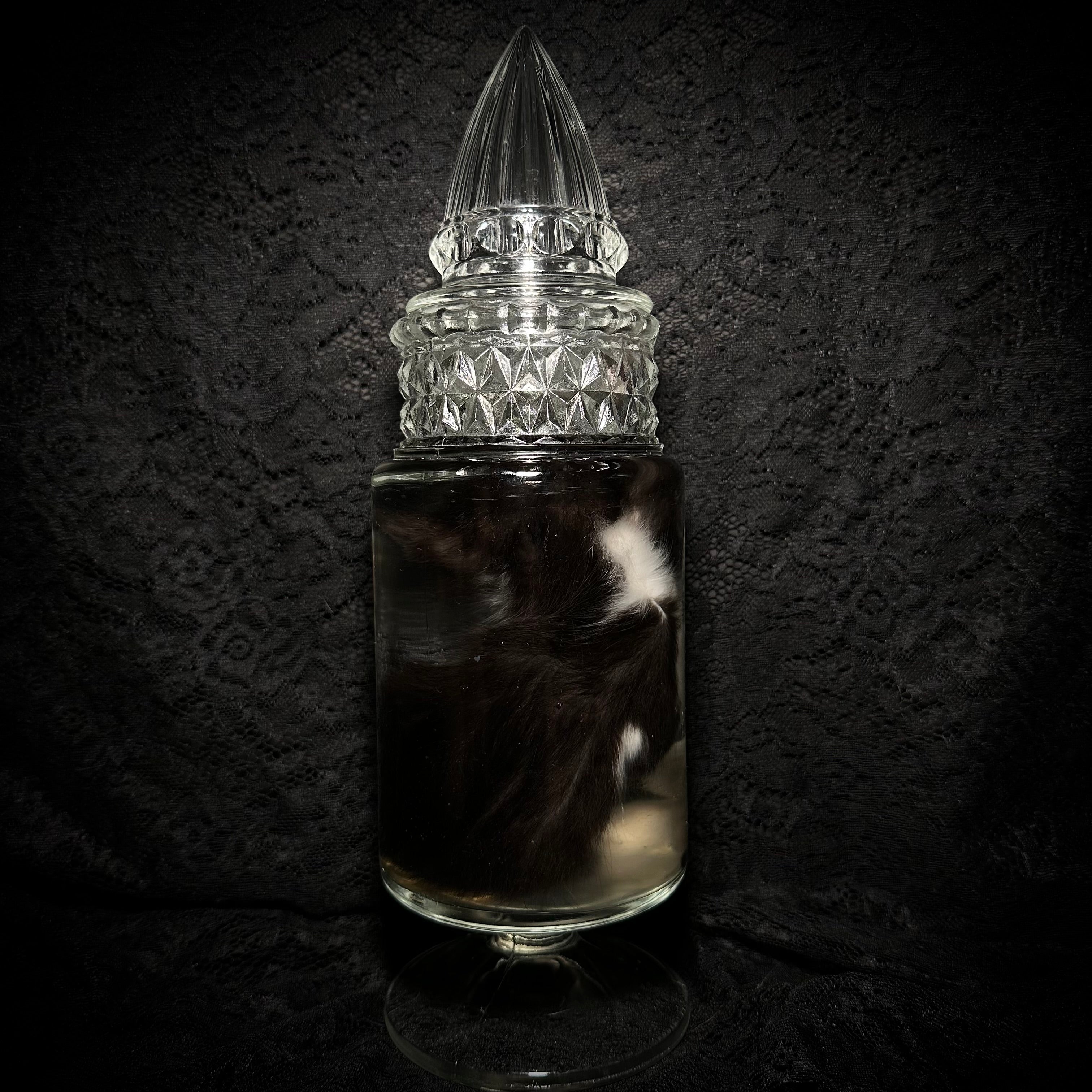 Tuxedo kitten specimen