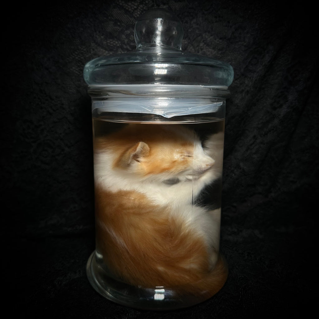 Orange and white tabby kitten specimen
