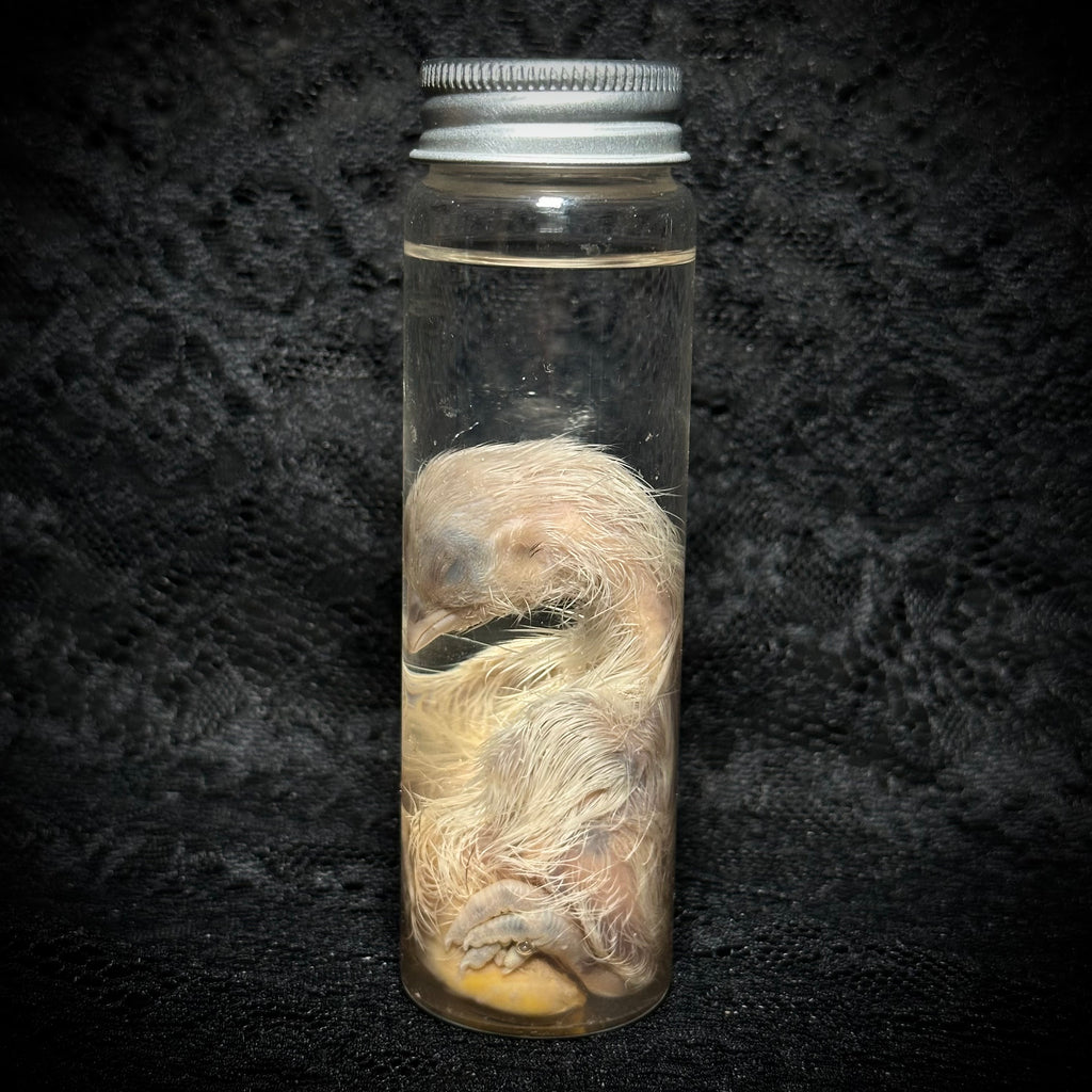 Stillborn Chicken ( chick)