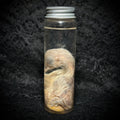 Stillborn Chicken ( chick)