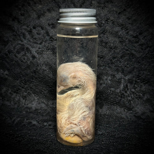 Stillborn Chicken ( chick)