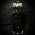 Black kitten specimen