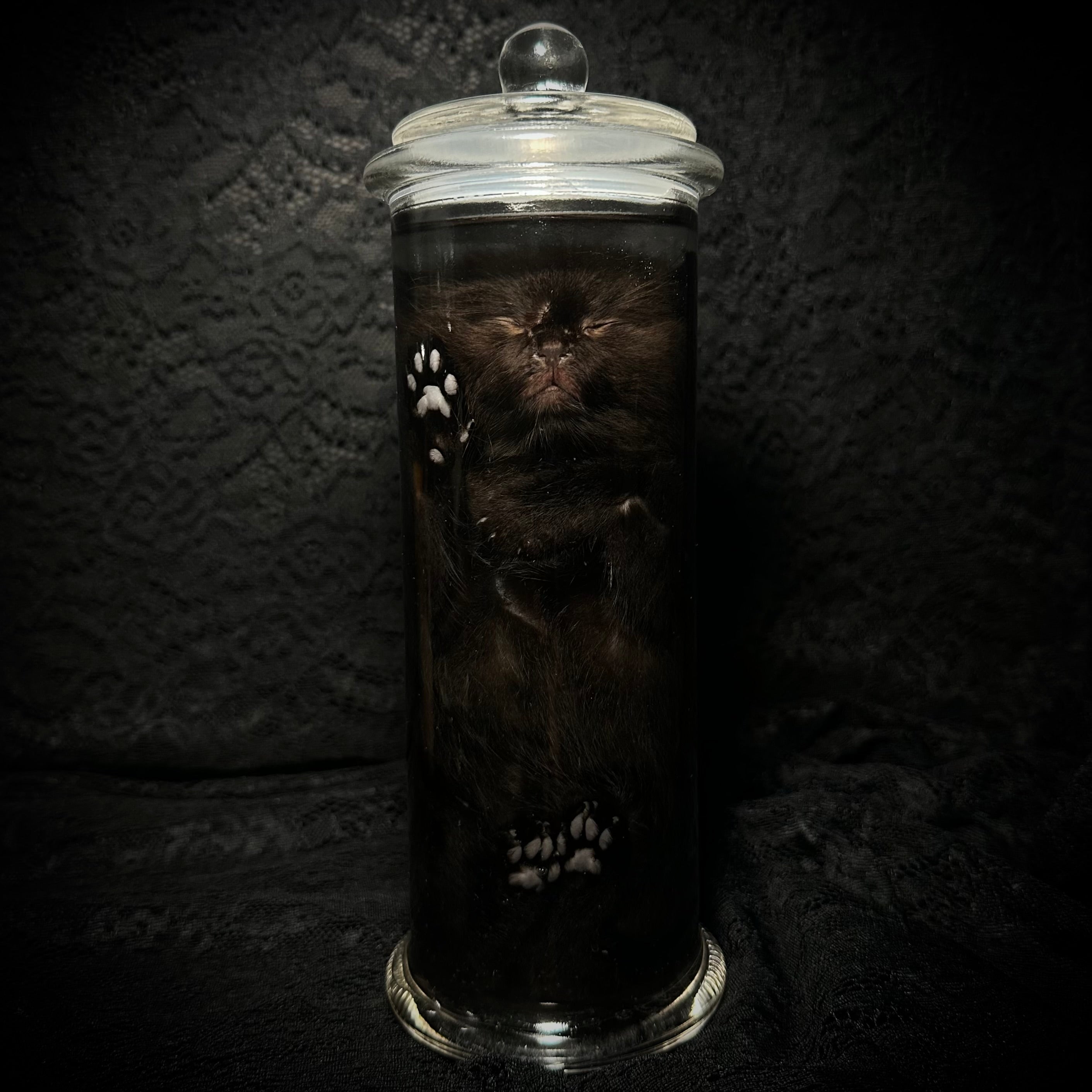 Black kitten specimen