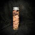 Kitten organs and intestines