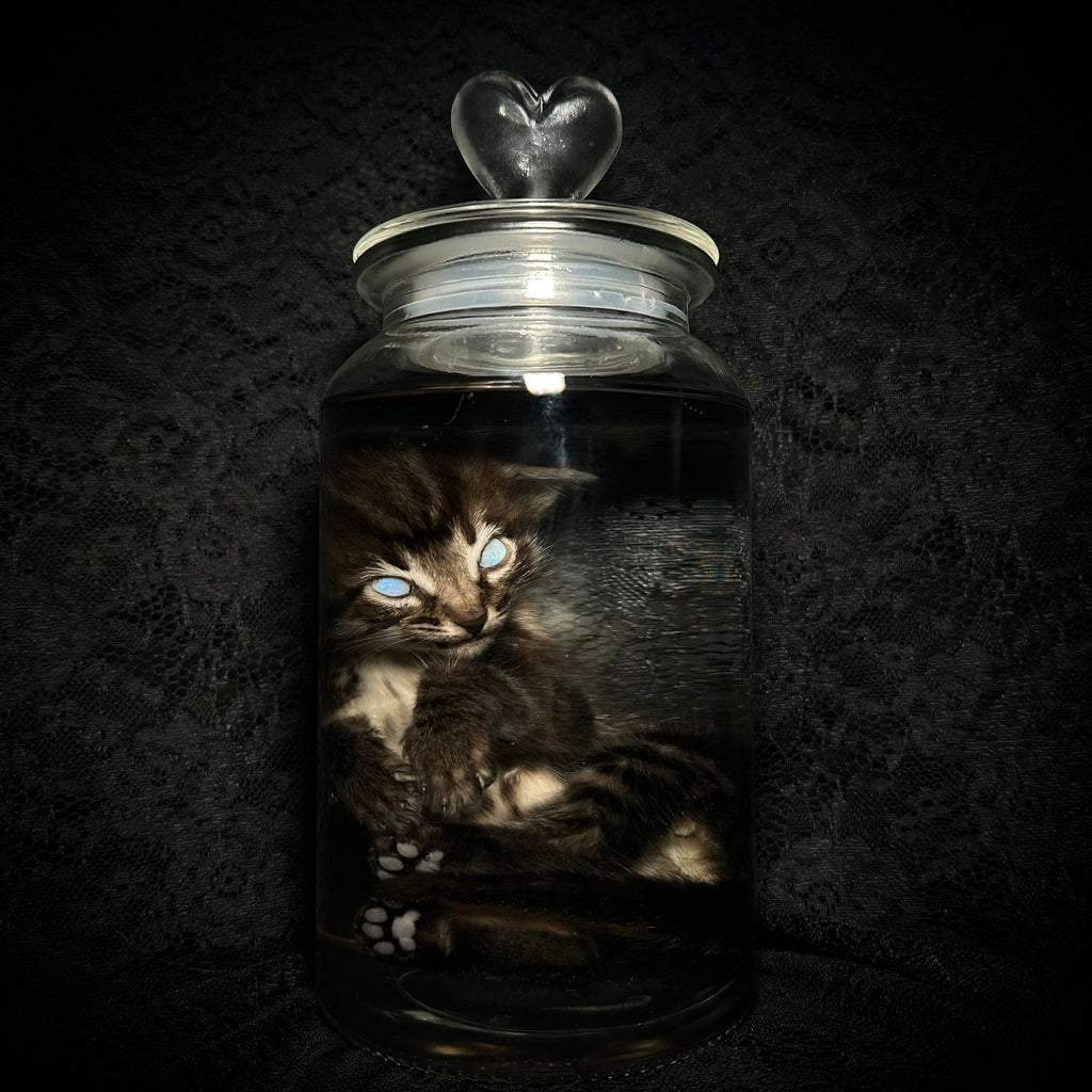 Tabby kitten specimen