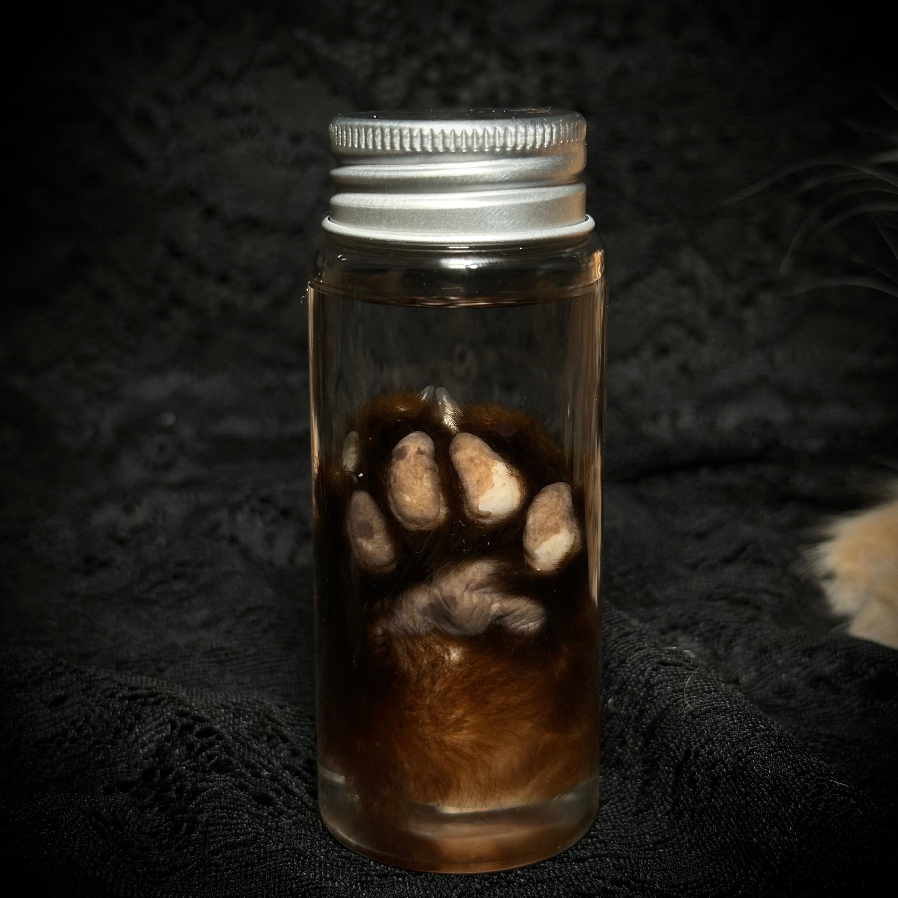 Cat paw specimen