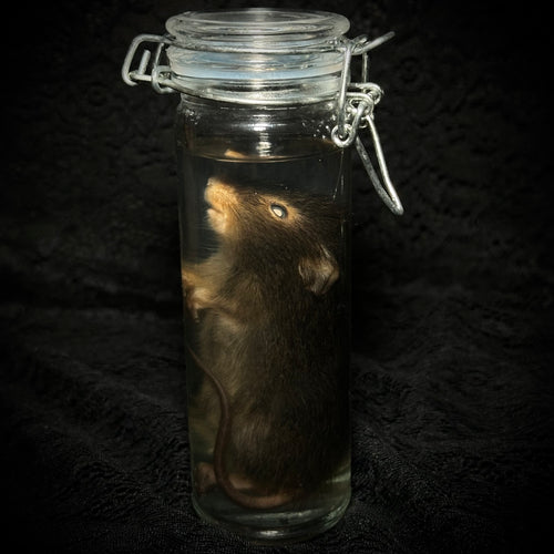Adult mouse specimen