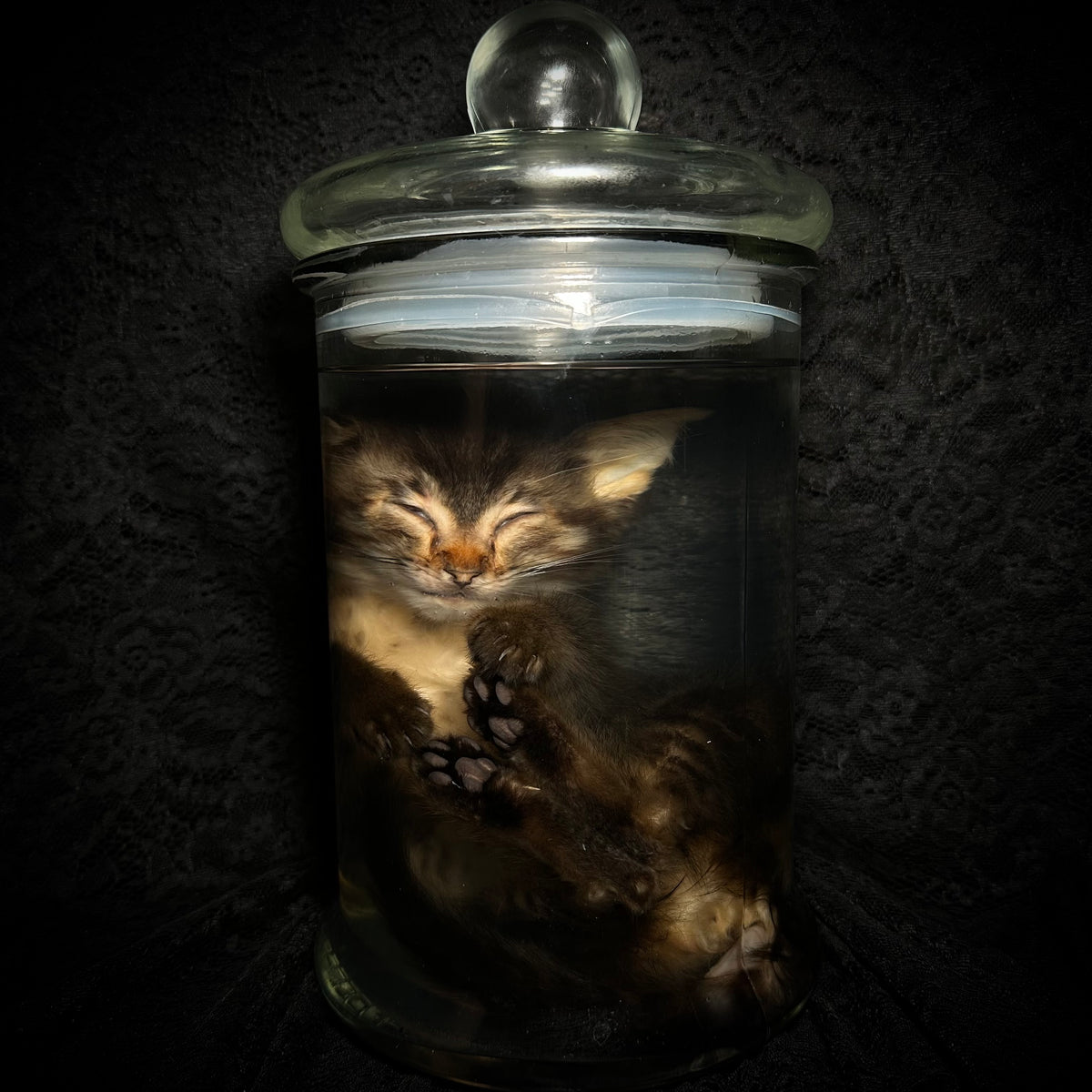 Tabby kitten with prolapse specimen