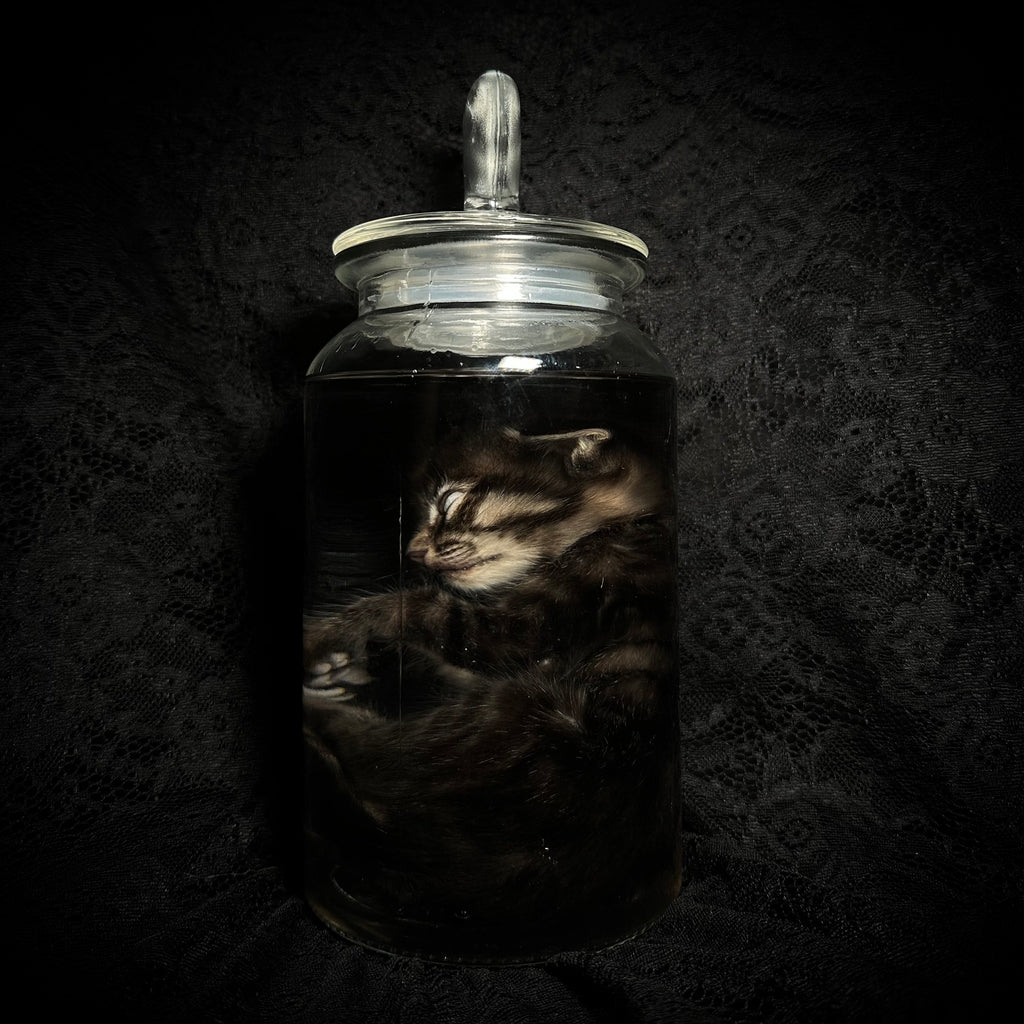 Tabby kitten specimen