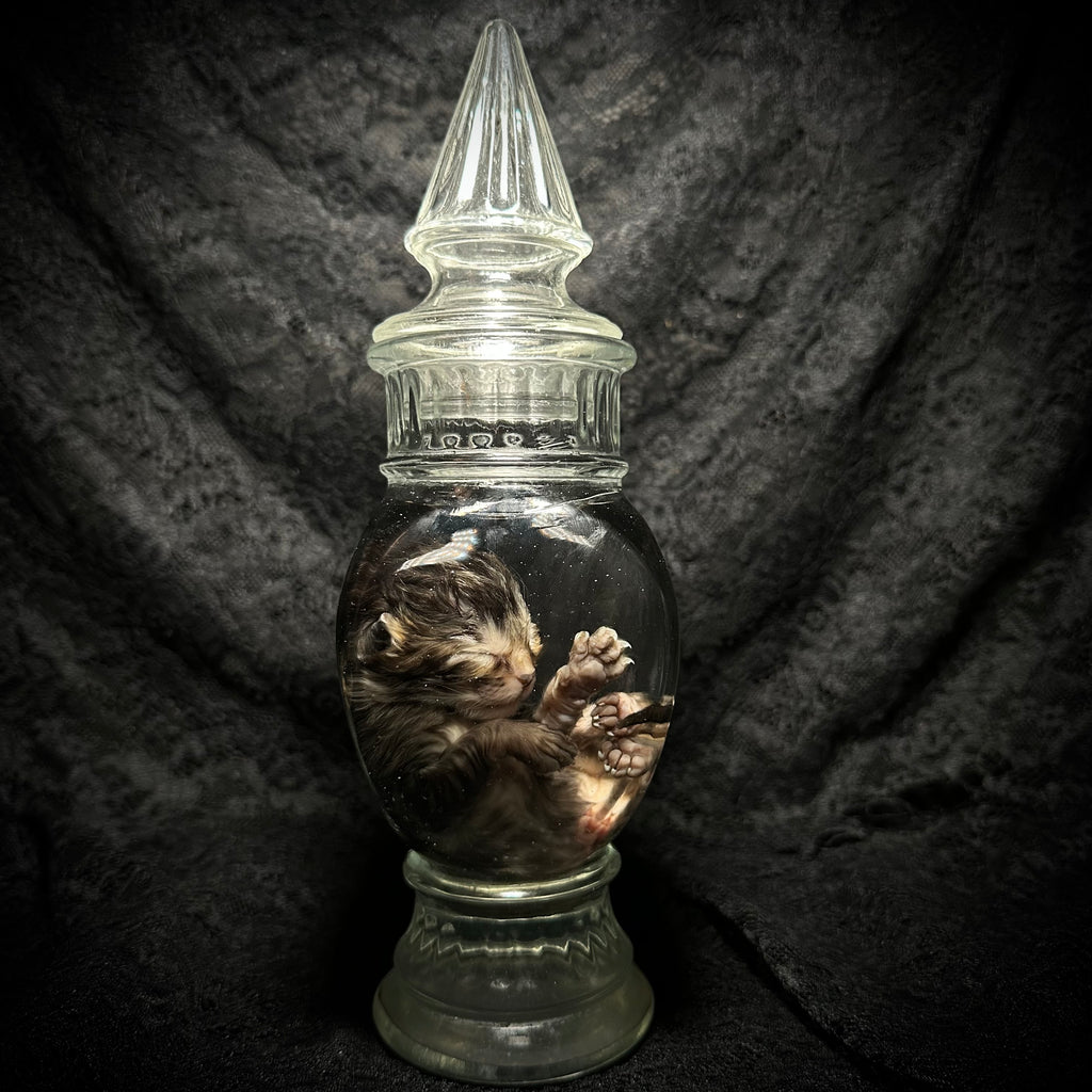 Stillborn Tabby Kitten Specimen