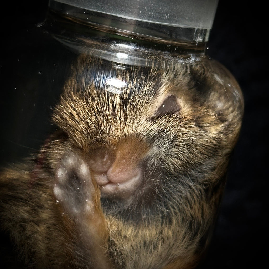Young rabbit (kit) specimen