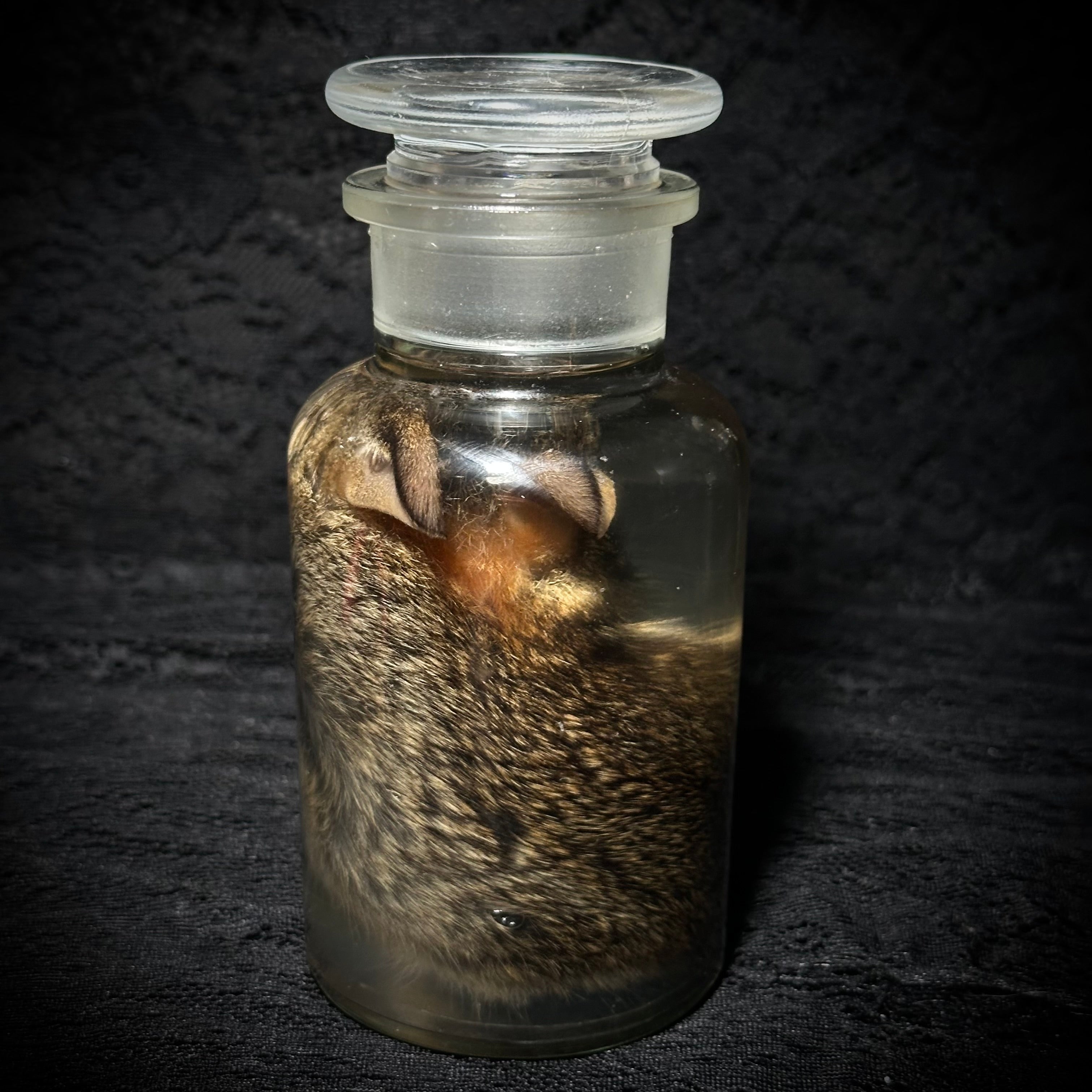 Young rabbit (kit) specimen