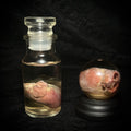 Domestic cat heart specimen