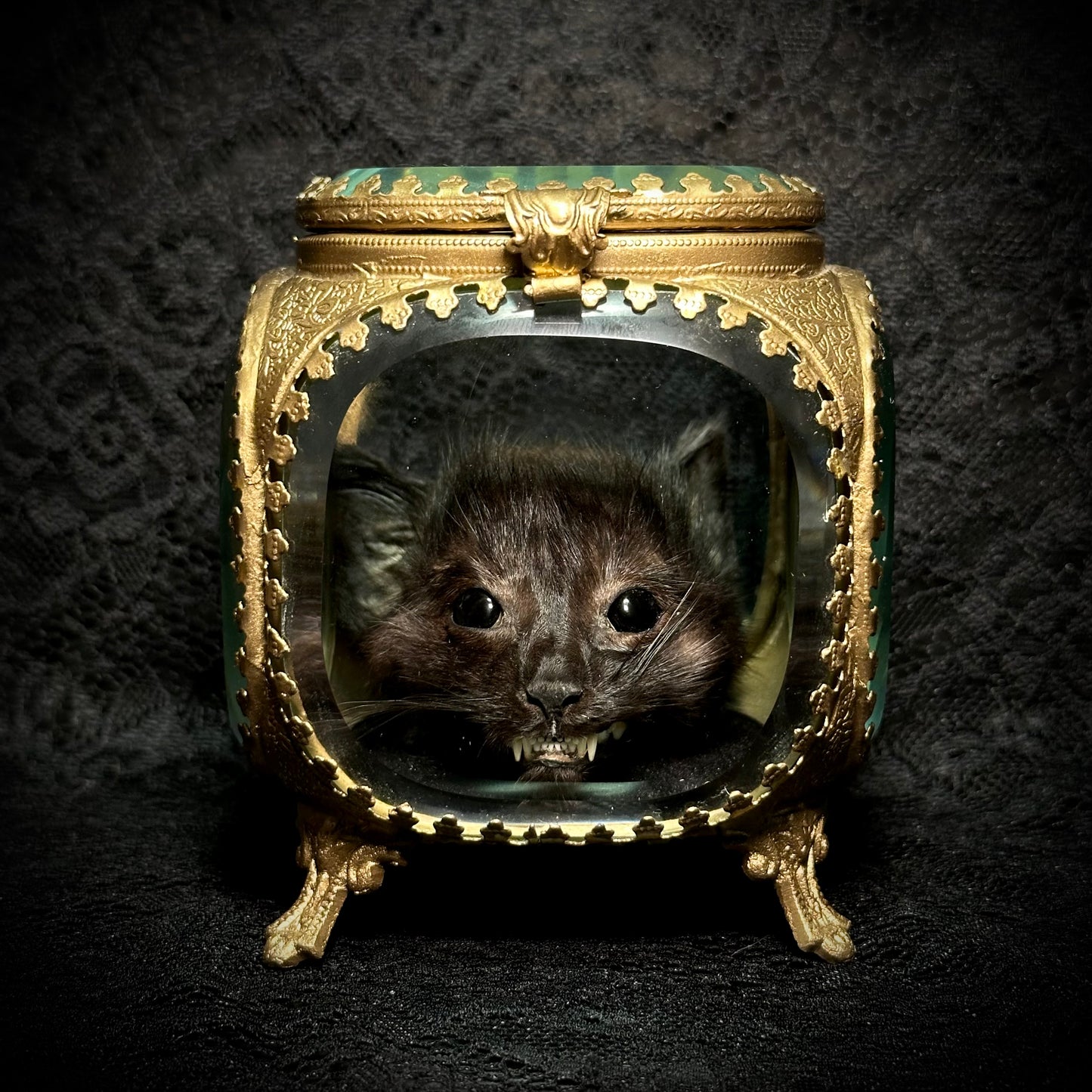 Mummified Kitten Head