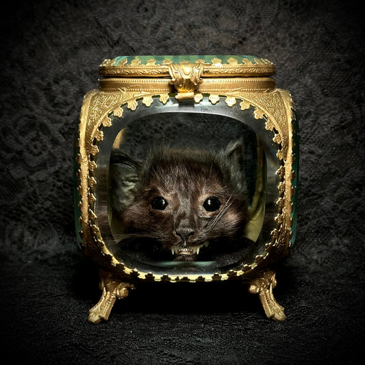 Mummified Kitten Head