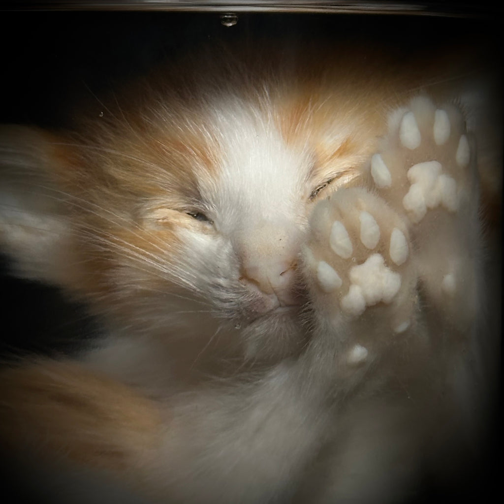Orange and white tabby kitten specimen
