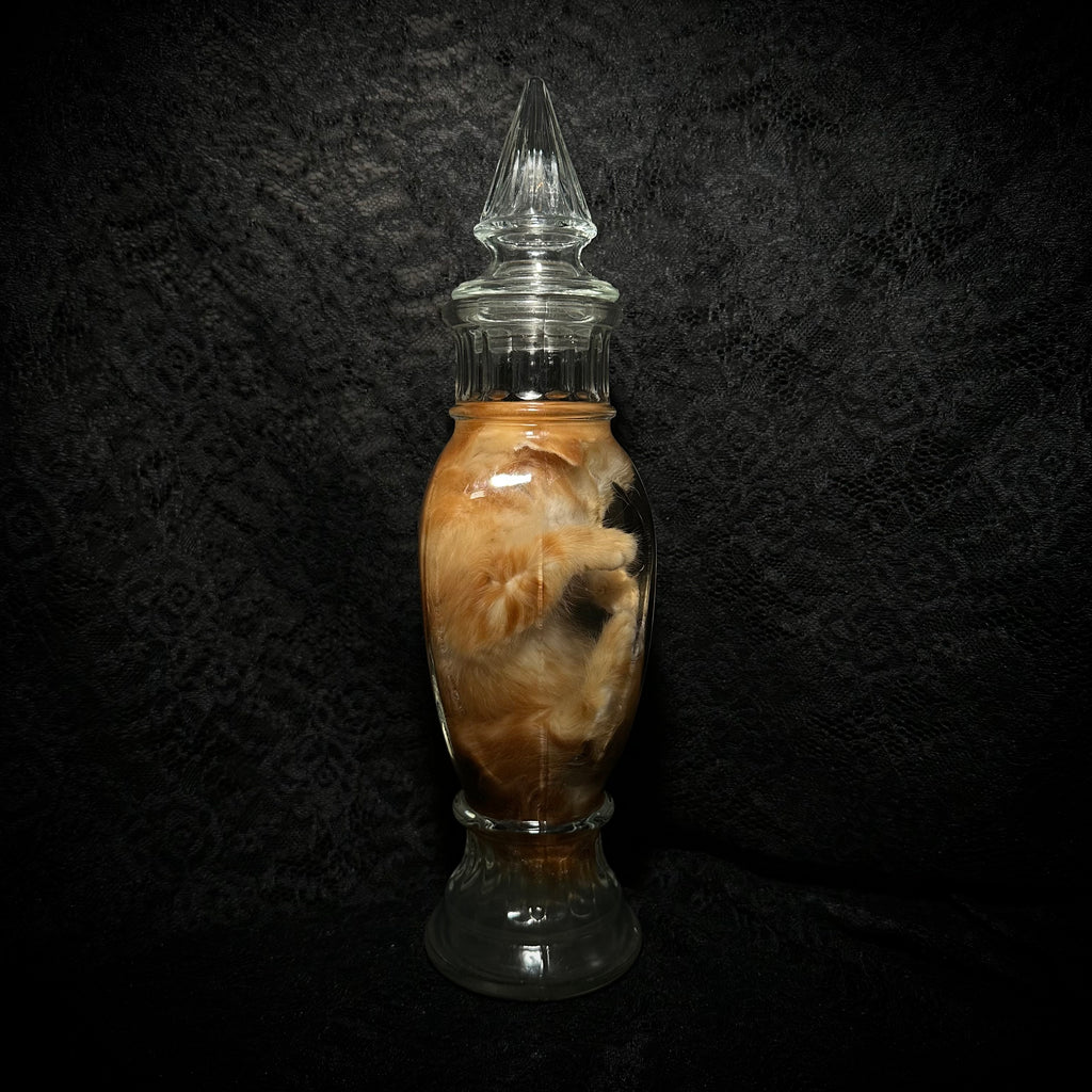 Orange tabby kitten specimen