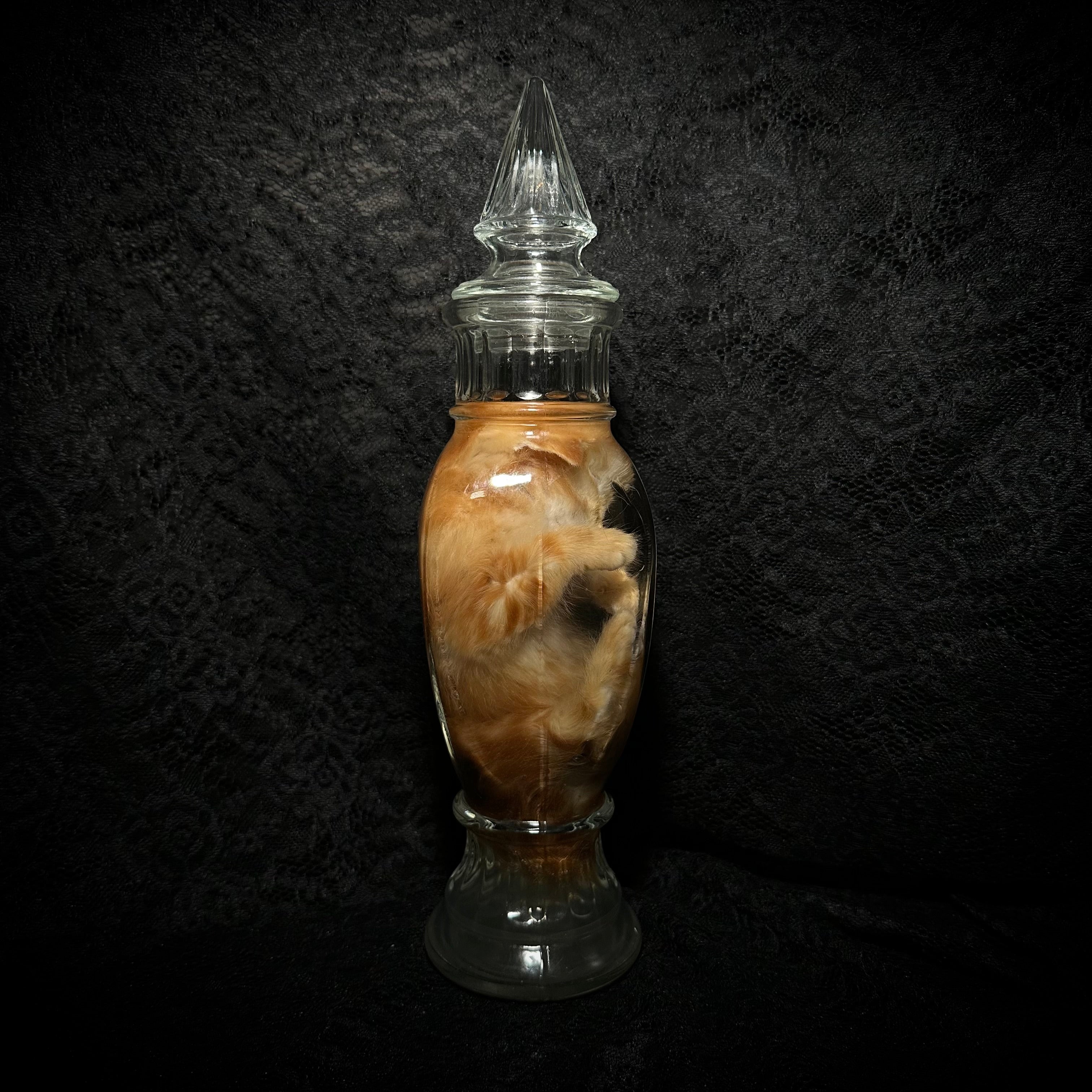 Orange tabby kitten specimen