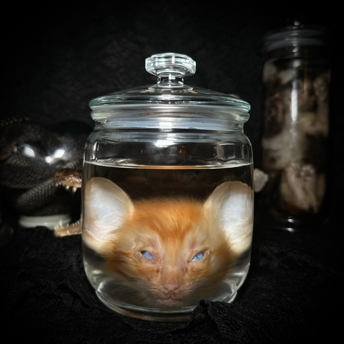 Orange kitten head specimen