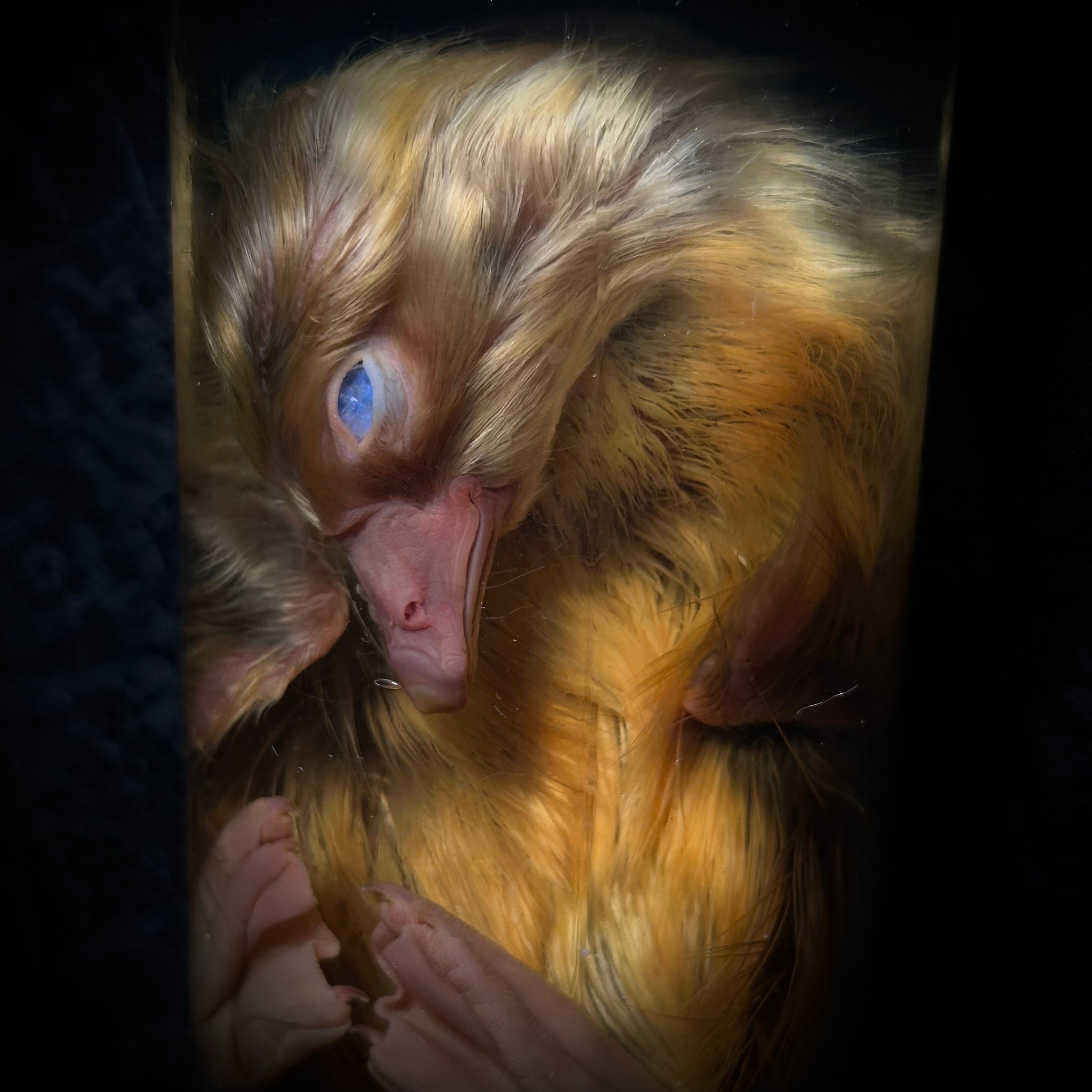 Emden goslings specimen