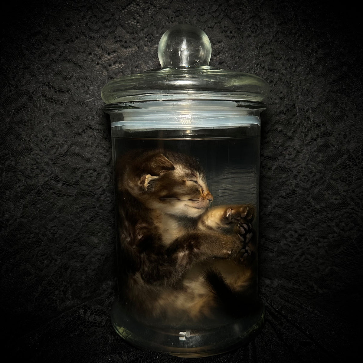 Tabby kitten with prolapse specimen